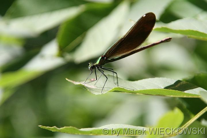 IMG_5906_M