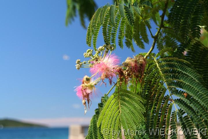 IMG_5621_M
