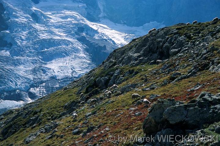 Marek_Wieckowski58