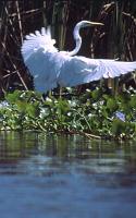 guate_876