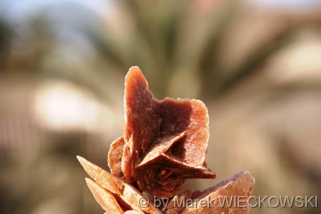 IMG_1561_roza