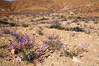 IMG_1594_kwitnaca_pust
