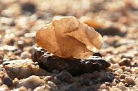 IMG_2538m