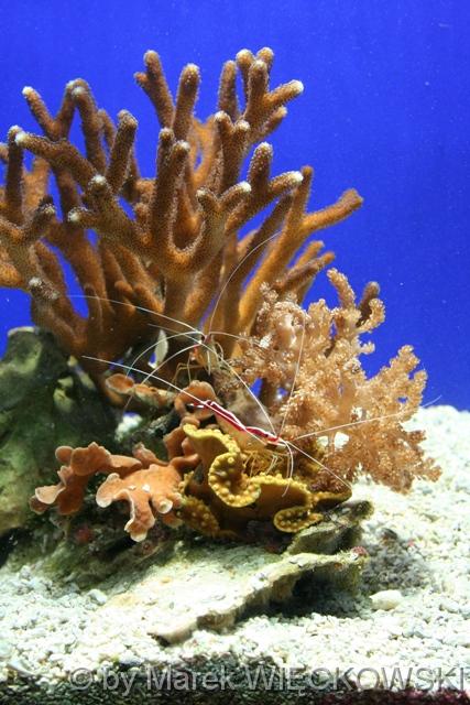 8135_muzeum_oceanograficzne