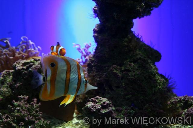 8141_muzeum_oceanograficzne