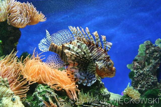 8148_muzeum_oceanograficzne