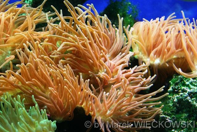 8154_muzeum_oceanograficzne