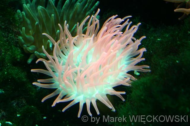 8159_muzeum_oceanograficzne