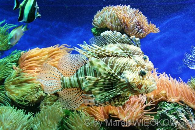 8161_muzeum_oceanograficzne
