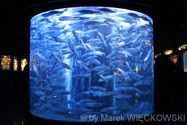 8180_muzeum_oceanograficzne