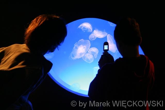 8198_muzeum_oceanograficzne