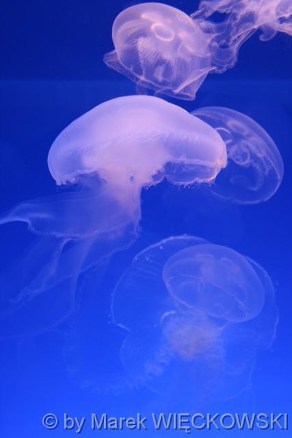 8207_muzeum_oceanograficzne