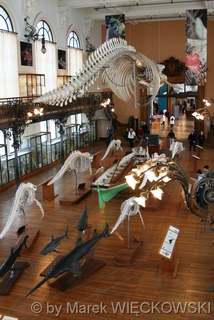 8239_muzeum_oceanograficzne