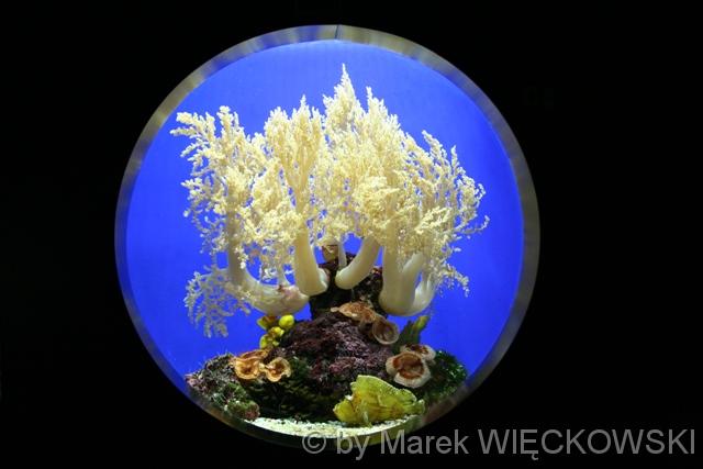 8131_muzeum_oceanograficzne